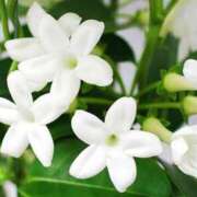 平山あみ おはようございます ミセス・レヴォアール～再会～