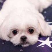 平山あみ 満員御礼 ミセス・レヴォアール～再会～