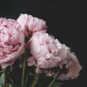 春木 志穂奈 初めまして🩷 東京貴楼館