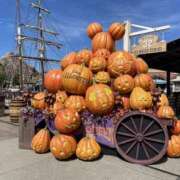 ヒメ日記 2025/10/17 14:30 投稿 はる 桜フェアリーテイル