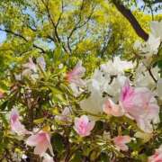 ヒメ日記 2026/05/20 11:25 投稿 朱珠-すず- 人妻倶楽部 花椿大崎店