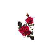 ヒメ日記 2025/11/09 03:40 投稿 せいな リッチドールパート2梅田店