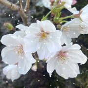 ヒメ日記 2025/04/13 23:14 投稿 ことは 美妻隊