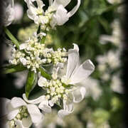 ヒメ日記 2025/04/17 19:41 投稿 ことは 美妻隊