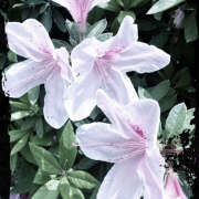 ヒメ日記 2025/04/23 14:16 投稿 ことは 美妻隊