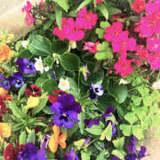 ヒメ日記 2025/04/27 12:08 投稿 ことは 美妻隊