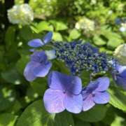 ヒメ日記 2025/06/06 13:11 投稿 ことは 美妻隊