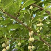 ヒメ日記 2025/06/30 06:56 投稿 ことは 美妻隊