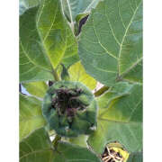 ヒメ日記 2025/07/24 07:35 投稿 ことは 美妻隊