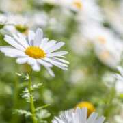 しおり ありがとうございました♡ 性腺熟女100％鶯谷（デリヘル市場）