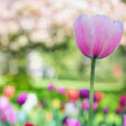 しおり ありがとうございます♡ 性腺熟女100％鶯谷（デリヘル市場）