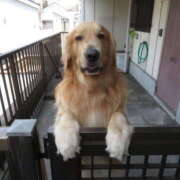 しおり ※無題 性腺熟女100％鶯谷（デリヘル市場）