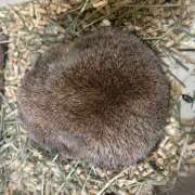 ヒメ日記 2025/09/19 18:29 投稿 ちひろ クリステル