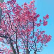 ヒメ日記 2026/03/10 08:47 投稿 かんな 大和人妻城