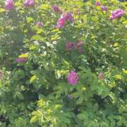 ヒメ日記 2025/08/18 20:04 投稿 本庄ななせ 札幌ソフィア