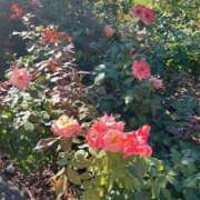 ヒメ日記 2025/08/19 20:42 投稿 本庄ななせ 札幌ソフィア