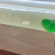 ヒメ日記 2025/09/12 14:45 投稿 本庄ななせ 札幌ソフィア