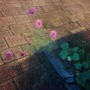 ヒメ日記 2025/09/17 12:54 投稿 本庄ななせ 札幌ソフィア