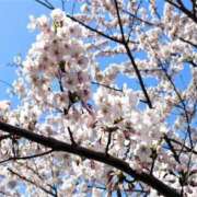 ヒメ日記 2025/05/09 17:19 投稿 雛森恋羽 札幌ソフィア