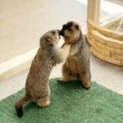 蜜野うさ いきたい🦫 デリス新宿