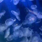 ヒメ日記 2025/04/20 20:02 投稿 らん えちちSPA-えっちな回春性感マッサージ-五反田店