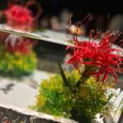 ヒメ日記 2025/04/26 22:29 投稿 らん えちちSPA-えっちな回春性感マッサージ-五反田店