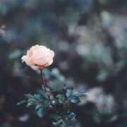 ヒメ日記 2025/08/23 19:24 投稿 月森あずき 手コキ研修塾