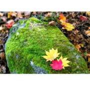 ヒメ日記 2025/10/01 20:04 投稿 月森あずき 手コキ研修塾