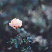 ヒメ日記 2026/02/11 21:04 投稿 月森あずき 手コキ研修塾