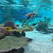 ヒメ日記 2025/10/23 10:31 投稿 せれな 学校帰りの妹に手コキしてもらった件 谷九