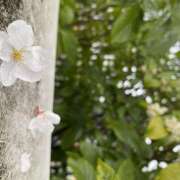 ヒメ日記 2025/04/30 23:25 投稿 夜 クラリスDAO