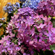 ヒメ日記 2025/06/03 16:03 投稿 夜 クラリスDAO