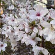 ヒメ日記 2025/06/13 20:03 投稿 夜 クラリスDAO