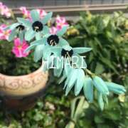 ヒメ日記 2026/03/17 10:05 投稿 ひまり(ゴールドクラス＋) 花の都～人妻の都～ 延岡店