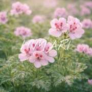 ヒメ日記 2026/03/19 09:58 投稿 ひまり(ゴールドクラス＋) 花の都～人妻の都～ 延岡店