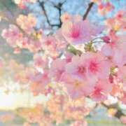 ヒメ日記 2026/03/30 18:48 投稿 ひまり(ゴールドクラス＋) 花の都～人妻の都～ 延岡店