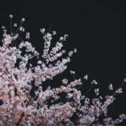 ヒメ日記 2026/04/08 19:18 投稿 ひまり(ゴールドクラス＋) 花の都～人妻の都～ 延岡店