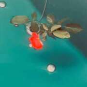 ヒメ日記 2026/08/30 19:18 投稿 ひまり(ゴールドクラス＋) 花の都～人妻の都～ 延岡店