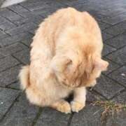 ヒメ日記 2025/04/14 12:44 投稿 真矢 出会い系人妻ネットワーク 五反田～品川編