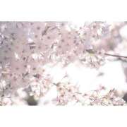 ゆずき（人妻） ?笑顔のおはなし? THE・TRY