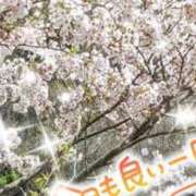 ヒメ日記 2025/04/08 08:29 投稿 まい 香川高松ちゃんこ