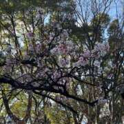 ヒメ日記 2026/03/04 10:18 投稿 永島みほ 若奥サマンサ（横浜ハレ系）