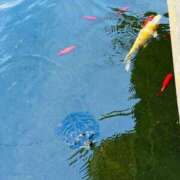 ヒメ日記 2026/07/29 07:49 投稿 永島みほ 若奥サマンサ（横浜ハレ系）