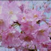 ヒメ日記 2025/04/11 02:35 投稿 りおな 群馬高崎前橋ちゃんこ