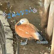 ヒメ日記 2026/02/12 08:54 投稿 ちさと 清楚