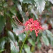岡崎 明日明後日出勤します 昼顔妻 五反田店
