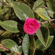 岡崎 ご予約有難う御座います 昼顔妻 五反田店