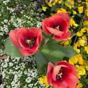 ヒメ日記 2026/04/06 15:17 投稿 岡崎 昼顔妻 五反田店