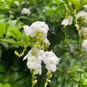 ヒメ日記 2026/08/06 09:01 投稿 岡崎 昼顔妻 五反田店