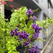 ヒメ日記 2026/08/22 12:31 投稿 岡崎 昼顔妻 五反田店